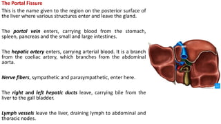 The Portal Fissure
This is the name given to the region on the posterior surface of
the liver where various structures enter and leave the gland.
The portal vein enters, carrying blood from the stomach,
spleen, pancreas and the small and large intestines.
The hepatic artery enters, carrying arterial blood. It is a branch
from the coeliac artery, which branches from the abdominal
aorta.
Nerve fibers, sympathetic and parasympathetic, enter here.
The right and left hepatic ducts leave, carrying bile from the
liver to the gall bladder.
Lymph vessels leave the liver, draining lymph to abdominal and
thoracic nodes.
 
