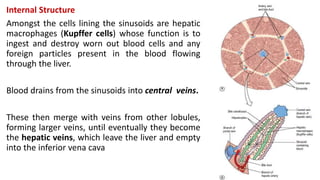 Internal Structure
Amongst the cells lining the sinusoids are hepatic
macrophages (Kupffer cells) whose function is to
ingest and destroy worn out blood cells and any
foreign particles present in the blood flowing
through the liver.
Blood drains from the sinusoids into central veins.
These then merge with veins from other lobules,
forming larger veins, until eventually they become
the hepatic veins, which leave the liver and empty
into the inferior vena cava
 