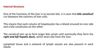 Internal Structure
One of the functions of the liver is to secrete bile. it is seen that bile canaliculi
run between the columns of liver cells.
This means that each column of hepatocytes has a blood sinusoid on one side
and a bile canaliculus on the other.
The canaliculi join up to form larger bile canals until eventually they form the
right and left hepatic ducts, which drain bile from the liver.
Lymphoid tissue and a network of lymph vessels are also present in each
lobule.
 