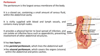 Peritoneum
The peritoneum is the largest serous membrane of the body.
It is a closed sac, containing a small amount of serous fluid,
within the abdominal cavity.
It is richly supplied with blood and lymph vessels, and
contains many lymph nodes.
It provides a physical barrier to local spread of infection, and
can isolate an infective focus such as appendicitis, preventing
involvement of other abdominal structures.
It has two layers:
the parietal peritoneum, which lines the abdominal wall
the visceral peritoneum, which covers the organs (viscera)
within the abdominal and pelvic cavities.
 