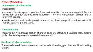 Protein Metabolism
Deamination of amino acids
This process:
removes the nitrogenous portion from amino acids that are not required for the
formation of new protein; urea is formed from this nitrogenous portion and is
excreted in urine
breaks down nucleic acids (genetic material, e.g. DNA, see p. 438) to form uric acid,
which is excreted in the urine.
Transamination
Removes the nitrogenous portion of amino acids and attaches it to other carbohydrate
molecules forming new non-essential amino acids.
Synthesis of plasma proteins
These are formed from amino acids and include albumins, globulins and blood clotting
factors.
 