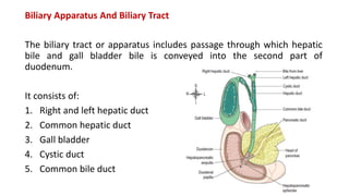 Biliary Apparatus And Biliary Tract
The biliary tract or apparatus includes passage through which hepatic
bile and gall bladder bile is conveyed into the second part of
duodenum.
It consists of:
1. Right and left hepatic duct
2. Common hepatic duct
3. Gall bladder
4. Cystic duct
5. Common bile duct
 