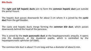 Bile Ducts
The right and left hepatic ducts join to form the common hepatic duct just outside
the portal fissure.
The hepatic duct passes downwards for about 3 cm where it is joined by the cystic
duct from the gall bladder.
The cystic and hepatic ducts merge forming the common bile duct, which passes
downwards behind the head of the pancreas.
This is joined by the main pancreatic duct at the hepatopancreatic ampulla. It opens
into the duodenum, at the duodenal papilla, which is controlled by the
hepatopancreatic sphincter (of Oddi).
The common bile duct is about 7.5 cm long and has a diameter of about 6 mm.
 