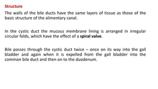 Structure
The walls of the bile ducts have the same layers of tissue as those of the
basic structure of the alimentary canal.
In the cystic duct the mucous membrane lining is arranged in irregular
circular folds, which have the effect of a spiral valve.
Bile passes through the cystic duct twice – once on its way into the gall
bladder and again when it is expelled from the gall bladder into the
common bile duct and then on to the duodenum.
 