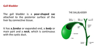 Gall Bladder
The gall bladder is a pear-shaped sac
attached to the posterior surface of the
liver by connective tissue.
It has a fundus or expanded end, a body or
main part and a neck, which is continuous
with the cystic duct.
 
