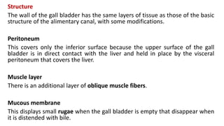 Structure
The wall of the gall bladder has the same layers of tissue as those of the basic
structure of the alimentary canal, with some modifications.
Peritoneum
This covers only the inferior surface because the upper surface of the gall
bladder is in direct contact with the liver and held in place by the visceral
peritoneum that covers the liver.
Muscle layer
There is an additional layer of oblique muscle fibers.
Mucous membrane
This displays small rugae when the gall bladder is empty that disappear when
it is distended with bile.
 