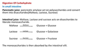 Digestion Of Carbohydrate
In small intestine
Pancreatic juice: pancreatic amylase act on polysaccharides and convert
them into disaccharides(Maltose, Lactose, Sucrose)
Intestinal juice: Maltase, Lactase and sucrase acts on disaccharides to
liberate monosaccharide.
Maltose Maltase Glucose + Glucose
Lactose Lactase Glucose + Galactose
Sucrose Sucrase Glucose + Fructose
The monosaccharides is then absorbed by the intestinal villi.
 