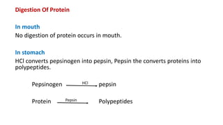Digestion Of Protein
In mouth
No digestion of protein occurs in mouth.
In stomach
HCl converts pepsinogen into pepsin, Pepsin the converts proteins into
polypeptides.
Pepsinogen HCl pepsin
Protein Pepsin Polypeptides
 
