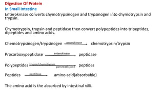 Digestion Of Protein
In Small Intestine
Enterokinase converts chymotrypsinogen and trypsinogen into chymotrypsin and
trypsin.
Chymotrypsin, trypsin and peptidase then convert polypeptides into tripeptides,
dipeptides and amino acids.
Chemotrypsinogen/trypsinogen enterokinase chemotrypsin/trypsin
Procarboxypeptidase enterokinase peptidase
Polypeptides trypsin/chymotrypsin
pancreatic juice peptides
Peptides peptidase amino acid(absorbable)
The amino acid is the absorbed by intestinal villi.
 
