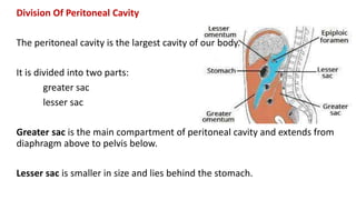 Division Of Peritoneal Cavity
The peritoneal cavity is the largest cavity of our body.
It is divided into two parts:
greater sac
lesser sac
Greater sac is the main compartment of peritoneal cavity and extends from
diaphragm above to pelvis below.
Lesser sac is smaller in size and lies behind the stomach.
 