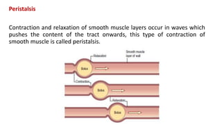 Peristalsis
Contraction and relaxation of smooth muscle layers occur in waves which
pushes the content of the tract onwards, this type of contraction of
smooth muscle is called peristalsis.
 