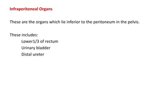 Infraperitoneal Organs
These are the organs which lie inferior to the peritoneum in the pelvis.
These includes:
Lower1/3 of rectum
Urinary bladder
Distal ureter
 