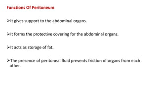 Functions Of Peritoneum
It gives support to the abdominal organs.
It forms the protective covering for the abdominal organs.
It acts as storage of fat.
The presence of peritoneal fluid prevents friction of organs from each
other.
 