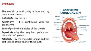 Oral Cavity
The mouth or oral cavity is bounded by
muscles and bones:
Anteriorly – by the lips
Posteriorly – it is continuous with the
oropharynx
Laterally – by the muscles of the cheeks
Superiorly – by the bony hard palate and
muscular soft palate
Inferiorly – by the muscular tongue and the
soft tissues of the floor of the mouth.
 