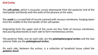 Oral Cavity
The soft palate, which is muscular, curves downwards from the posterior end of the
hard palate and blends with the walls of the pharynx at the sides.
The uvula is a curved fold of muscle covered with mucous membrane, hanging down
from the middle of the free border of the soft palate.
Originating from the upper end of the uvula are four folds of mucous membrane,
two passing downwards at each side to form membranous arches.
The posterior folds, one on each side, are the palatopharyngeal arches and the two
anterior folds are the palatoglossal arches.
On each side, between the arches, is a collection of lymphoid tissue called the
palatine tonsil.
 