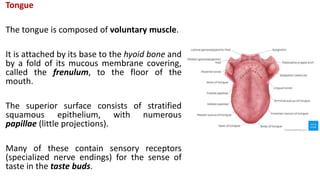 Tongue
The tongue is composed of voluntary muscle.
It is attached by its base to the hyoid bone and
by a fold of its mucous membrane covering,
called the frenulum, to the floor of the
mouth.
The superior surface consists of stratified
squamous epithelium, with numerous
papillae (little projections).
Many of these contain sensory receptors
(specialized nerve endings) for the sense of
taste in the taste buds.
 