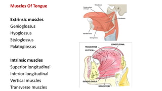 Muscles Of Tongue
Extrinsic muscles
Genioglossus
Hyoglossus
Styloglossus
Palatoglossus
Intrinsic muscles
Superior longitudinal
Inferior longitudinal
Vertical muscles
Transverse muscles
 