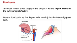 Blood supply
The main arterial blood supply to the tongue is by the lingual branch of
the external carotid artery.
Venous drainage is by the lingual vein, which joins the internal jugular
vein.
 
