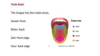 Taste Buds
The tongue has four taste areas.
Sweet: front
Bitter: back
Salt: front edge
Sour: back edge
 