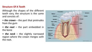 Structure Of A Tooth
Although the shapes of the different
teeth vary, the structure is the same
and consists of:
• the crown – the part that protrudes
from the gum
• the root – the part embedded in
the bone
• the neck – the slightly narrowed
region where the crown merges with
the root.
 