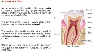 Structure Of A Tooth
In the center of the tooth is the pulp cavity
containing blood vessels, lymph vessels and
nerves, and surrounding this is a hard ivory-like
substance called dentine.
The dentine of the crown is covered by a thin
layer of very hard substance, enamel.
The root of the tooth, on the other hand, is
covered with a substance resembling bone,
called cementum, which secures the tooth in its
socket.
Blood vessels and nerves pass to the tooth
through a small foramen (hole) at the apex of
each root.
 