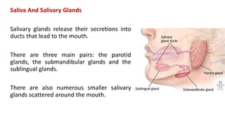 Saliva And Salivary Glands
Salivary glands release their secretions into
ducts that lead to the mouth.
There are three main pairs: the parotid
glands, the submandibular glands and the
sublingual glands.
There are also numerous smaller salivary
glands scattered around the mouth.
 