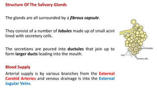 Structure Of The Salivary Glands
The glands are all surrounded by a fibrous capsule.
They consist of a number of lobules made up of small acini
lined with secretory cells.
The secretions are poured into ductules that join up to
form larger ducts leading into the mouth.
Blood Supply
Arterial supply is by various branches from the External
Carotid Arteries and venous drainage is into the External
Jugular Veins.
 