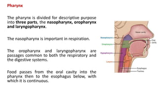 Pharynx
The pharynx is divided for descriptive purpose
into three parts, the nasopharynx, oropharynx
and laryngopharynx.
The nasopharynx is important in respiration.
The oropharynx and laryngopharynx are
passages common to both the respiratory and
the digestive systems.
Food passes from the oral cavity into the
pharynx then to the esophagus below, with
which it is continuous.
 
