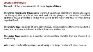 Structure Of Pharynx
The walls of the pharynx consist of three layers of tissue.
The lining membrane (mucosa) is stratified squamous epithelium, continuous with
the lining of the mouth at one end and the esophagus at the other. Stratified
epithelial tissue provides a lining well suited to the wear and tear of swallowing
ingested food.
The middle layer consists of connective tissue, which becomes thinner towards the
lower end and contains blood and lymph vessels and nerves.
The outer layer consists of a number of involuntary muscles that are involved in
swallowing.
When food reaches the pharynx, swallowing is no longer under voluntary control.
 
