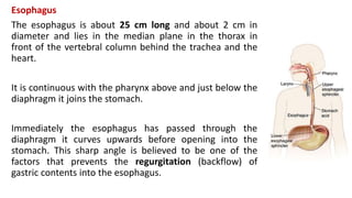 Esophagus
The esophagus is about 25 cm long and about 2 cm in
diameter and lies in the median plane in the thorax in
front of the vertebral column behind the trachea and the
heart.
It is continuous with the pharynx above and just below the
diaphragm it joins the stomach.
Immediately the esophagus has passed through the
diaphragm it curves upwards before opening into the
stomach. This sharp angle is believed to be one of the
factors that prevents the regurgitation (backflow) of
gastric contents into the esophagus.
 