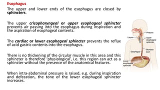 Esophagus
The upper and lower ends of the esophagus are closed by
sphincters.
The upper cricopharyngeal or upper esophageal sphincter
prevents air passing into the esophagus during inspiration and
the aspiration of esophageal contents.
The cardiac or lower esophageal sphincter prevents the reflux
of acid gastric contents into the esophagus.
There is no thickening of the circular muscle in this area and this
sphincter is therefore ‘physiological’, i.e. this region can act as a
sphincter without the presence of the anatomical features.
When intra-abdominal pressure is raised, e.g. during inspiration
and defecation, the tone of the lower esophageal sphincter
increases.
 