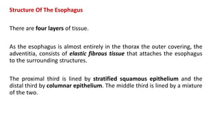 Structure Of The Esophagus
There are four layers of tissue.
As the esophagus is almost entirely in the thorax the outer covering, the
adventitia, consists of elastic fibrous tissue that attaches the esophagus
to the surrounding structures.
The proximal third is lined by stratified squamous epithelium and the
distal third by columnar epithelium. The middle third is lined by a mixture
of the two.
 