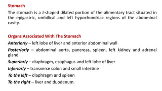 Stomach
The stomach is a J-shaped dilated portion of the alimentary tract situated in
the epigastric, umbilical and left hypochondriac regions of the abdominal
cavity.
Organs Associated With The Stomach
Anteriorly – left lobe of liver and anterior abdominal wall
Posteriorly – abdominal aorta, pancreas, spleen, left kidney and adrenal
gland
Superiorly – diaphragm, esophagus and left lobe of liver
Inferiorly – transverse colon and small intestine
To the left – diaphragm and spleen
To the right – liver and duodenum.
 