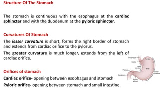 Structure Of The Stomach
The stomach is continuous with the esophagus at the cardiac
sphincter and with the duodenum at the pyloric sphincter.
Curvatures Of Stomach
The lesser curvature is short, forms the right border of stomach
and extends from cardiac orifice to the pylorus.
The greater curvature is much longer, extends from the left of
cardiac orifice.
Orifices of stomach
Cardiac orifice- opening between esophagus and stomach
Pyloric orifice- opening between stomach and small intestine.
 