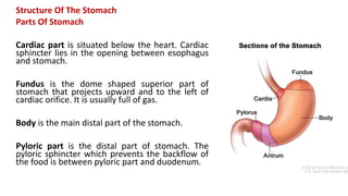 Structure Of The Stomach
Parts Of Stomach
Cardiac part is situated below the heart. Cardiac
sphincter lies in the opening between esophagus
and stomach.
Fundus is the dome shaped superior part of
stomach that projects upward and to the left of
cardiac orifice. It is usually full of gas.
Body is the main distal part of the stomach.
Pyloric part is the distal part of stomach. The
pyloric sphincter which prevents the backflow of
the food is between pyloric part and duodenum.
 
