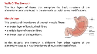 Walls Of The Stomach
The four layers of tissue that comprise the basic structure of the
alimentary canal are found in the stomach but with some modifications.
Muscle layer
This consists of three layers of smooth muscle fibers:
• an outer layer of longitudinal fibers
• a middle layer of circular fibers
• an inner layer of oblique fibers.
In this respect, the stomach is different from other regions of the
alimentary tract as it has three layers of muscle instead of two.
 