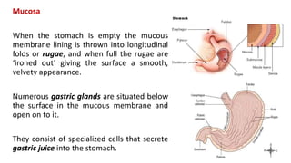 Mucosa
When the stomach is empty the mucous
membrane lining is thrown into longitudinal
folds or rugae, and when full the rugae are
‘ironed out’ giving the surface a smooth,
velvety appearance.
Numerous gastric glands are situated below
the surface in the mucous membrane and
open on to it.
They consist of specialized cells that secrete
gastric juice into the stomach.
 