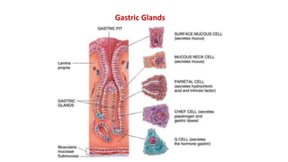 Gastric Glands
 