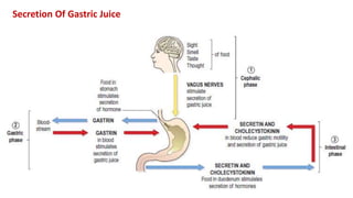 Secretion Of Gastric Juice
 