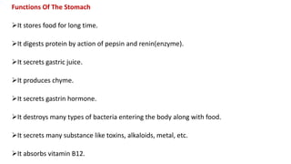 Functions Of The Stomach
It stores food for long time.
It digests protein by action of pepsin and renin(enzyme).
It secrets gastric juice.
It produces chyme.
It secrets gastrin hormone.
It destroys many types of bacteria entering the body along with food.
It secrets many substance like toxins, alkaloids, metal, etc.
It absorbs vitamin B12.
 