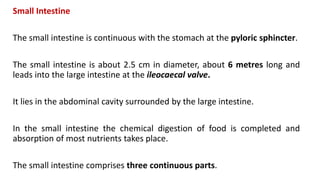 Small Intestine
The small intestine is continuous with the stomach at the pyloric sphincter.
The small intestine is about 2.5 cm in diameter, about 6 metres long and
leads into the large intestine at the ileocaecal valve.
It lies in the abdominal cavity surrounded by the large intestine.
In the small intestine the chemical digestion of food is completed and
absorption of most nutrients takes place.
The small intestine comprises three continuous parts.
 