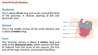 Parts Of Small Intestine
Duodenum
This is about 25 cm long and curves around the head
of the pancreas. It receives opening of bile and
pancreatic duct.
Jejunum
This is the middle section of the small intestine and
is about 2 meters long.
Ileum
This terminal section is about 3 metres long and
ends at the ileocaecal valve, which controls the flow
of material from the ileum to the caecum, the first
part of the large intestine, and prevents backflow.
 