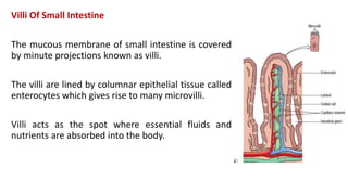 Villi Of Small Intestine
The mucous membrane of small intestine is covered
by minute projections known as villi.
The villi are lined by columnar epithelial tissue called
enterocytes which gives rise to many microvilli.
Villi acts as the spot where essential fluids and
nutrients are absorbed into the body.
 