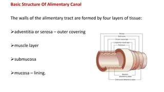 Basic Structure Of Alimentary Canal
The walls of the alimentary tract are formed by four layers of tissue:
adventitia or serosa – outer covering
muscle layer
submucosa
mucosa – lining.
 