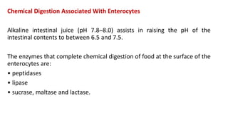 Chemical Digestion Associated With Enterocytes
Alkaline intestinal juice (pH 7.8–8.0) assists in raising the pH of the
intestinal contents to between 6.5 and 7.5.
The enzymes that complete chemical digestion of food at the surface of the
enterocytes are:
• peptidases
• lipase
• sucrase, maltase and lactase.
 