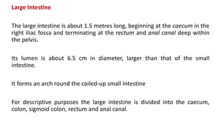 Large Intestine
The large intestine is about 1.5 metres long, beginning at the caecum in the
right iliac fossa and terminating at the rectum and anal canal deep within
the pelvis.
Its lumen is about 6.5 cm in diameter, larger than that of the small
intestine.
It forms an arch round the coiled-up small Intestine
For descriptive purposes the large intestine is divided into the caecum,
colon, sigmoid colon, rectum and anal canal.
 