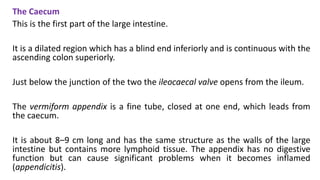 The Caecum
This is the first part of the large intestine.
It is a dilated region which has a blind end inferiorly and is continuous with the
ascending colon superiorly.
Just below the junction of the two the ileocaecal valve opens from the ileum.
The vermiform appendix is a fine tube, closed at one end, which leads from
the caecum.
It is about 8–9 cm long and has the same structure as the walls of the large
intestine but contains more lymphoid tissue. The appendix has no digestive
function but can cause significant problems when it becomes inflamed
(appendicitis).
 