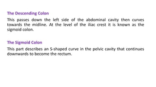 The Descending Colon
This passes down the left side of the abdominal cavity then curves
towards the midline. At the level of the iliac crest it is known as the
sigmoid colon.
The Sigmoid Colon
This part describes an S-shaped curve in the pelvic cavity that continues
downwards to become the rectum.
 