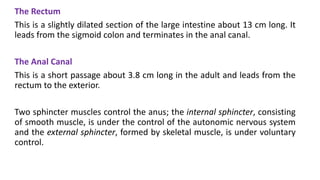 The Rectum
This is a slightly dilated section of the large intestine about 13 cm long. It
leads from the sigmoid colon and terminates in the anal canal.
The Anal Canal
This is a short passage about 3.8 cm long in the adult and leads from the
rectum to the exterior.
Two sphincter muscles control the anus; the internal sphincter, consisting
of smooth muscle, is under the control of the autonomic nervous system
and the external sphincter, formed by skeletal muscle, is under voluntary
control.
 