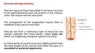 Structure Of Large Intestine
The four layers of tissue described in the basic structure
of the gastrointestinal tract are present in the caecum,
colon, the rectum and the anal canal.
The arrangement of the longitudinal muscle fibers is
modified in the caecum and colon.
They do not form a continuous layer of tissue but are
instead collected into three bands, called tenia coli,
which run lengthways along the caecum and colon.
As these bands of muscle tissue are slightly shorter than
the total length of the caecum and colon they give it a
sacculated or puckered appearance.
 